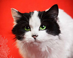 Кошки в Москве: Шикарный пушистый 5 мес котик Тимоша ищет семью! Мальчик, Бесплатно - фото 1