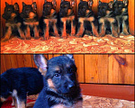 Собаки в Чебоксарах: Щенки немецкой породы, 10 000 руб. - фото 2