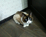 Кошки в Чебоксарах: Вязка кота, 1 800 руб. - фото 2
