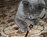 Кошки в Электростали: Вязка с Шотландским прямоухим котом Опытный, 3 000 руб. - фото 7