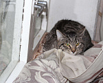 Кошки в Колпашево: Тигровый котенок, мальчик Мальчик, 100 руб. - фото 1
