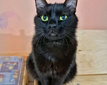 Кошки в Москве: Красавец Казимир. Черный кот в добрые руки. Мальчик, Бесплатно - фото 8