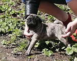 Собаки в Мур: Мопсяши  Мальчик, 30 000 руб. - фото 2