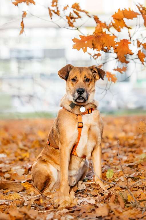 Собаки в Москве: Благородный Джек ищет дом Мальчик, Бесплатно - фото 2