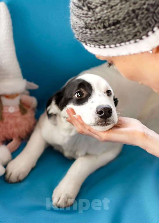 Собаки в Москве: Белый щенок Эмми в добрые руки Девочка, 1 руб. - фото 2