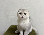 Кошки в Котельнике: Шотландский вислоухий кот вязка Мальчик, Бесплатно - фото 1