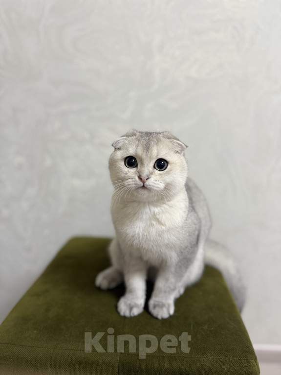 Кошки в Котельнике: Шотландский вислоухий кот вязка Мальчик, Бесплатно - фото 1