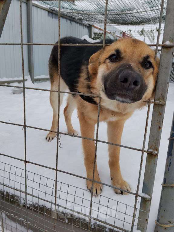 Собаки в других городах Московской области: Немецкая овчарка, щенок Мальчик, Бесплатно - фото 3