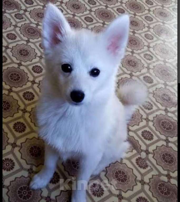 Собаки в Омске: Помски щенок Девочка, 50 000 руб. - фото 1