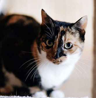 ОЛИВКА ИЩЕТ ДОМ