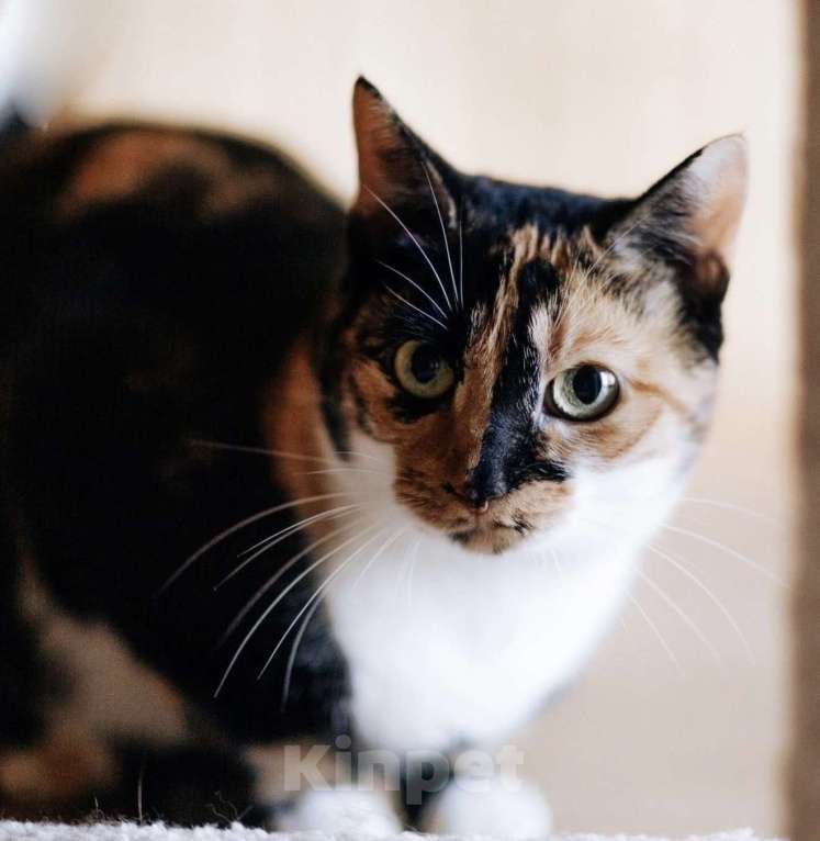 Кошки в Москве: ОЛИВКА ИЩЕТ ДОМ Девочка, Бесплатно - фото 1