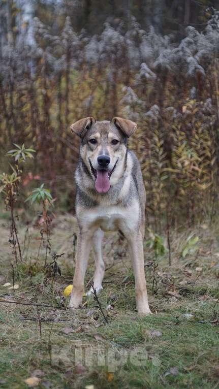 Собаки в Ногинске: Марти - веселый щенок в поиске дома Мальчик, Бесплатно - фото 7