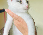 Кошки в Москве: Очаровательная Елизавета Петровна в поисках своих родителей!❤️ Девочка, Бесплатно - фото 1