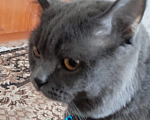 Кошки в Краснодаре: Пропал кот в Кущевской Мальчик, 1 000 руб. - фото 2
