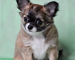 Собаки в Москве: Продается очаровательная  девочка-щенок чихуахуа длинношерстной породы! Девочка, 70 000 руб. - фото 2