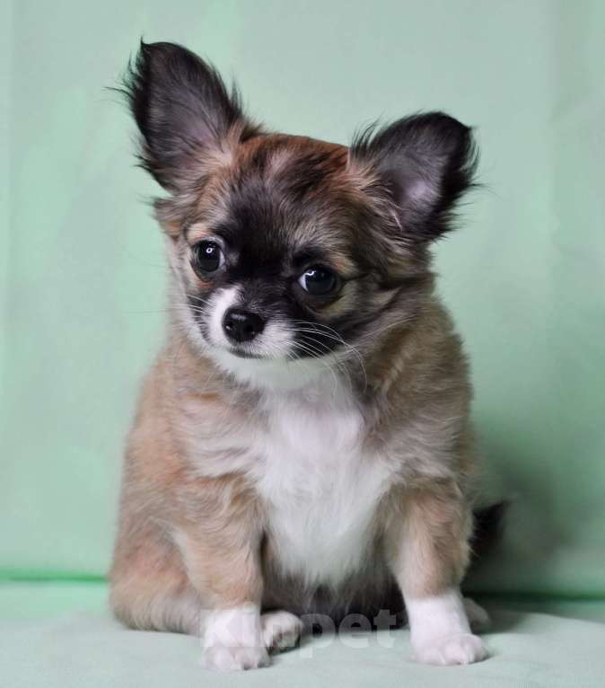 Собаки в Москве: Продается очаровательная  девочка-щенок чихуахуа длинношерстной породы! Девочка, 70 000 руб. - фото 2