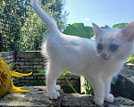 Кошки в Киржаче: Мимишки Девочка, 10 руб. - фото 2