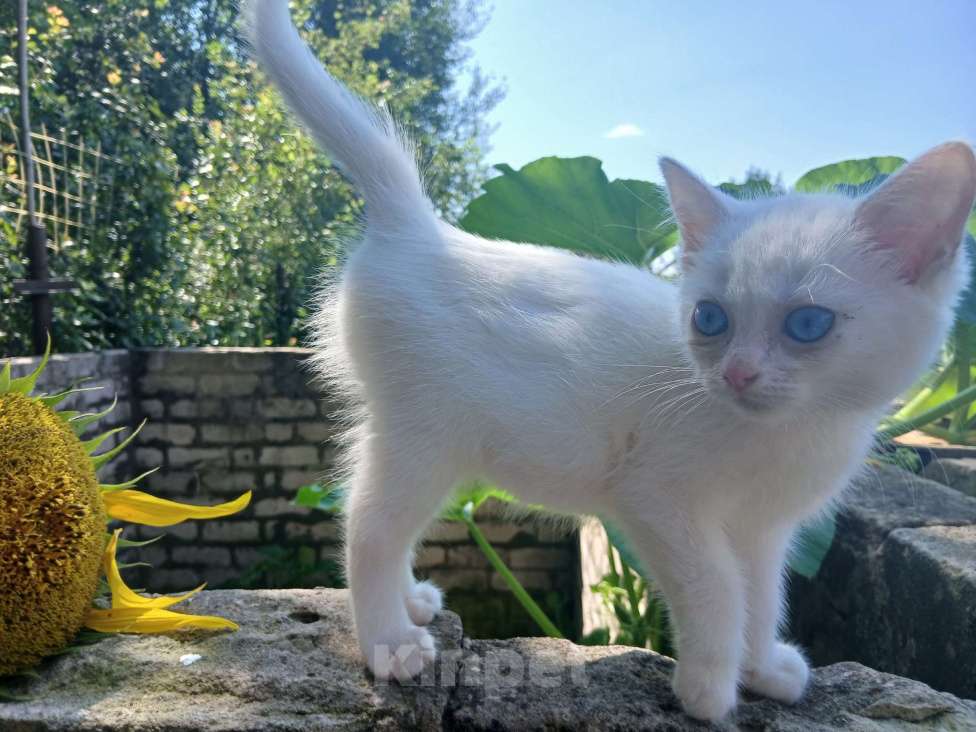 Кошки в Киржаче: Мимишки Девочка, 10 руб. - фото 2