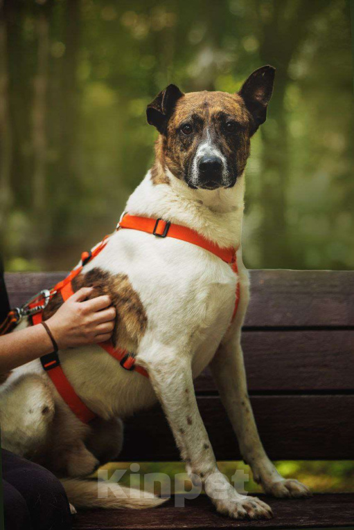 Собаки в Москве: Трогательный Пельмешка в поисках семьи Мальчик, Бесплатно - фото 4