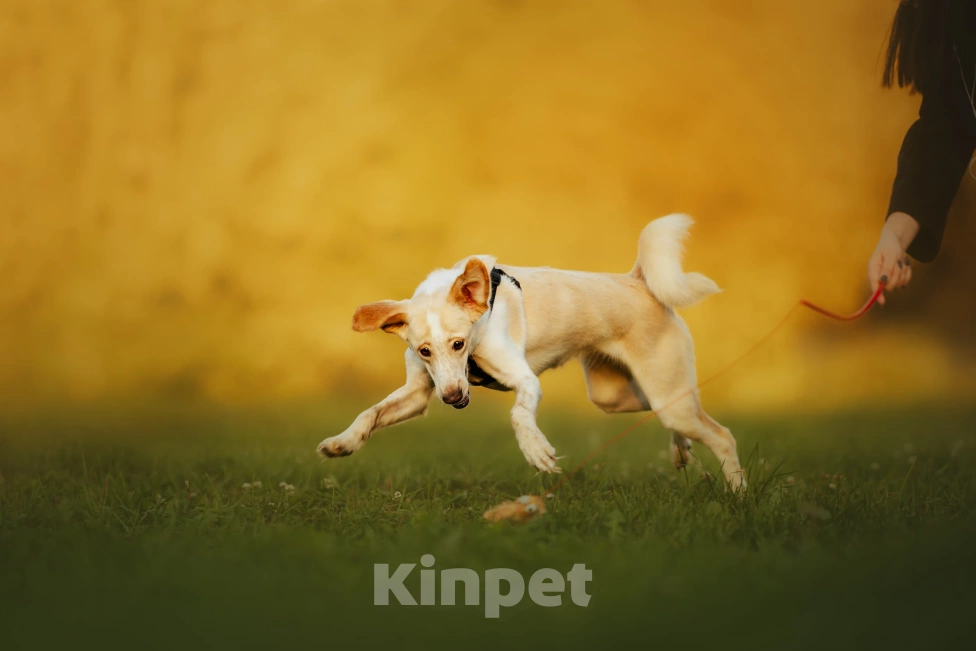 Собаки в Москве: Юна Девочка, Бесплатно - фото 5