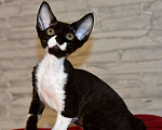 Кошки в Москве: Девочка в окрасе черный биколор Девочка, 50 000 руб. - фото 1