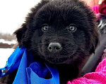 Собаки в Москве: Милый щенок Барни Мальчик, 1 руб. - фото 1