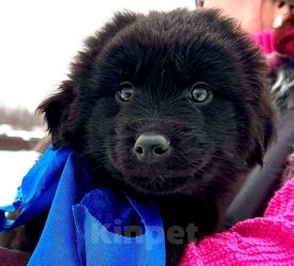 Собаки в Москве: Милый щенок Барни Мальчик, 1 руб. - фото 1