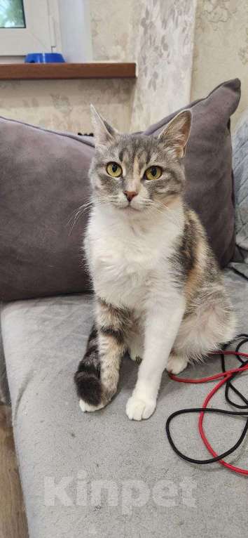 Кошки в Санкт-Петербурге: Трехцветочка в добрые руки Девочка, Бесплатно - фото 2