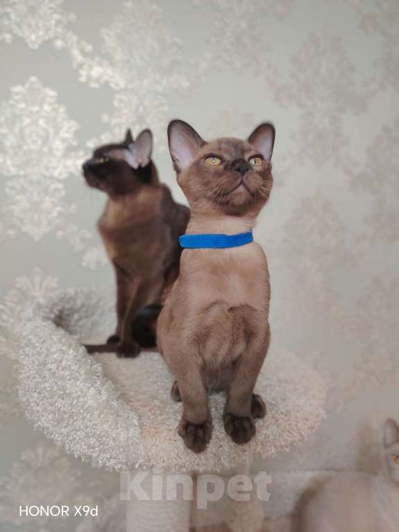 Кошки в Тюмени: Бурма котёнок Мальчик, 45 000 руб. - фото 2