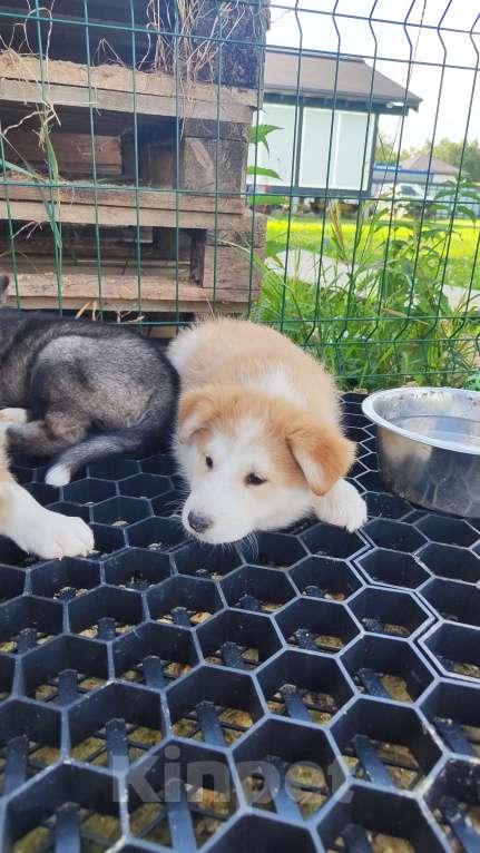 Собаки в других городах Московской области: Нежа в добрые руки Девочка, Бесплатно - фото 3