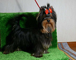 Собаки в Королеве: Мальчик йорк Мальчик, 23 000 руб. - фото 1