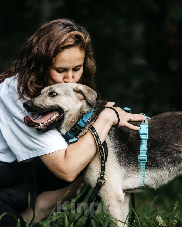 Собаки в Москве: Вини продолжает ждать.. Мальчик, Бесплатно - фото 4