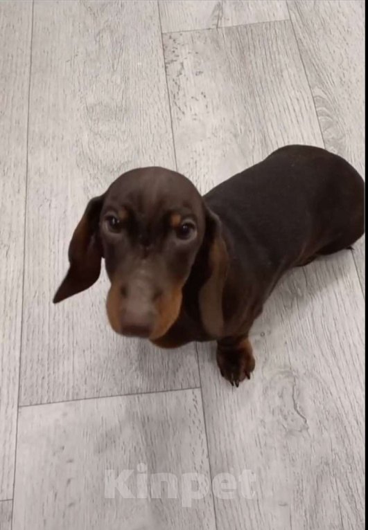 Собаки в Перми: Кофейный Мальчик 2  Мальчик, 50 000 руб. - фото 1