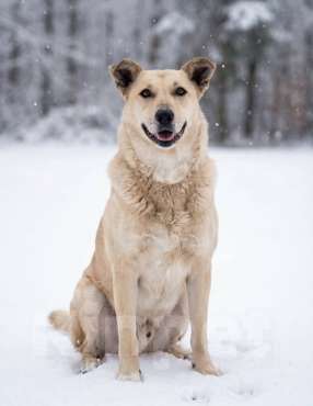 Собаки в Москве: Лапус самый человекооренированный пёс на свете! Мальчик, Бесплатно - фото 4