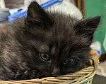 Кошки в Санкт-Петербурге: Котёнок Анубис ищет дом Мальчик, Бесплатно - фото 6