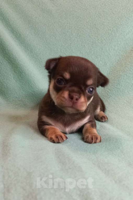 Собаки в Новосибирске: Феликс  Мальчик, Бесплатно - фото 2