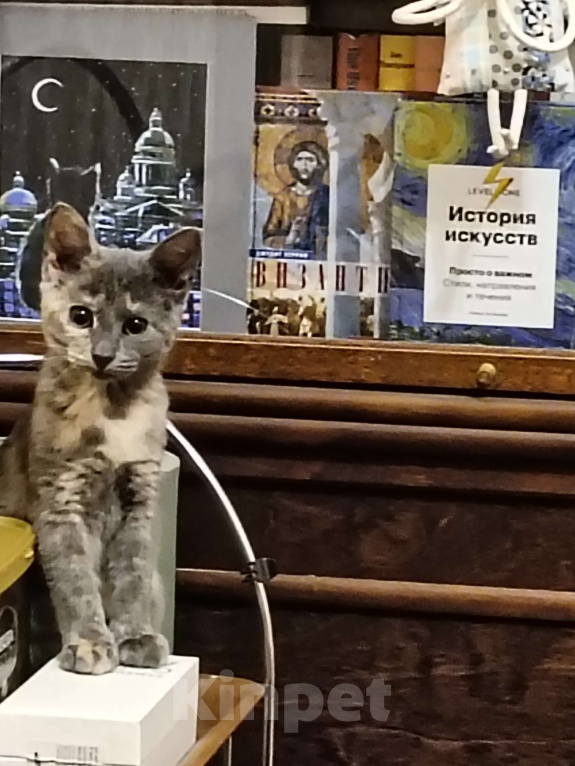 Кошки в Санкт-Петербурге: Мася Девочка, Бесплатно - фото 5