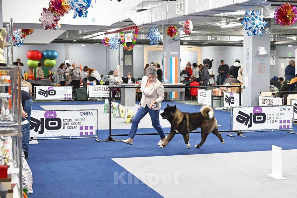 Собаки в Серпухове: Американская акита кобель- вязка  Мальчик, Бесплатно - фото 2