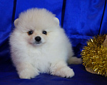 Собаки в Москве: Пушистое очарование- мальчик Мальчик, 30 000 руб. - фото 3