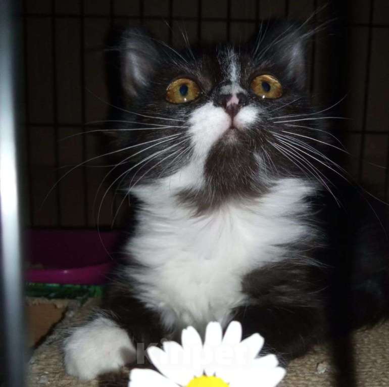 Кошки в Москве: Маленькая Кася живёт в клеточке — совсем никто не хочет ее забирать 💔 Девочка, Бесплатно - фото 2