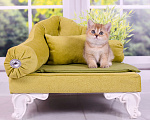 Кошки в Красноярске: Котята шотландские,золотая шиншилла Девочка, 25 000 руб. - фото 10
