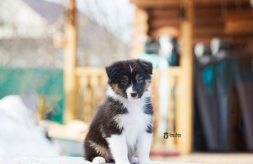 Австралийская овчарка, аусси