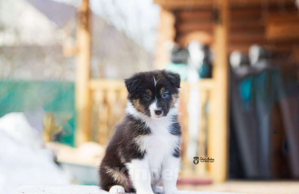 Собаки в Москве: Австралийская овчарка, аусси Мальчик, 50 000 руб. - фото 1