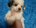 Собаки в Санкт-Петербурге: Пуховый мальчишка  Мальчик, 30 000 руб. - фото 4