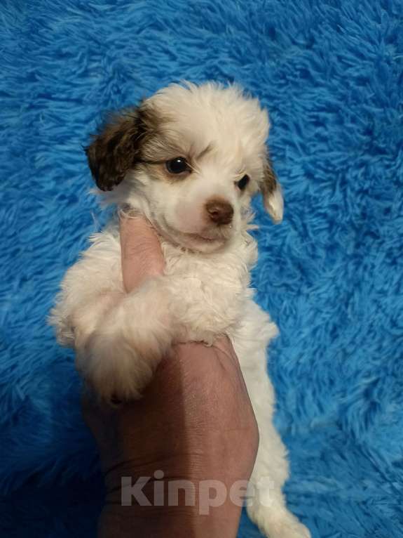 Собаки в Санкт-Петербурге: Пуховый мальчишка  Мальчик, 30 000 руб. - фото 4