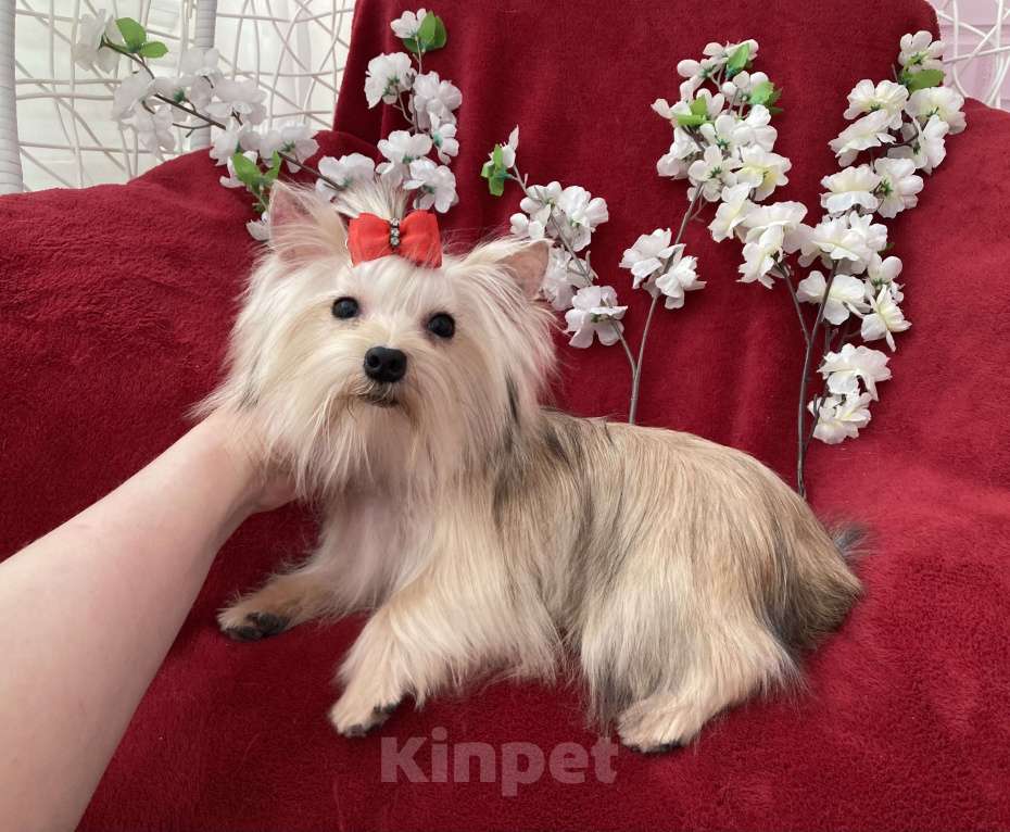 Собаки в Москве: Подрощенный йорк мини девочка золотая Девочка, 80 000 руб. - фото 6