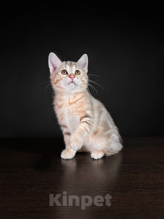 Кошки в Москве: Котята курильского бобтейла короткошерстные  Девочка, Бесплатно - фото 1