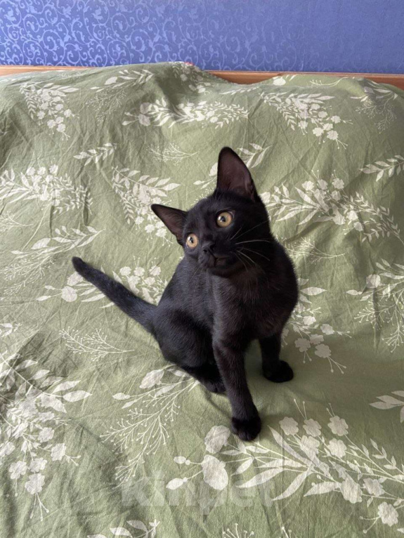 Кошки в Москве: Очаровательная Ночка ищет семью Девочка, Бесплатно - фото 1