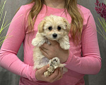 Собаки в Москве: Мальтипу девочка 2 Девочка, 180 000 руб. - фото 4