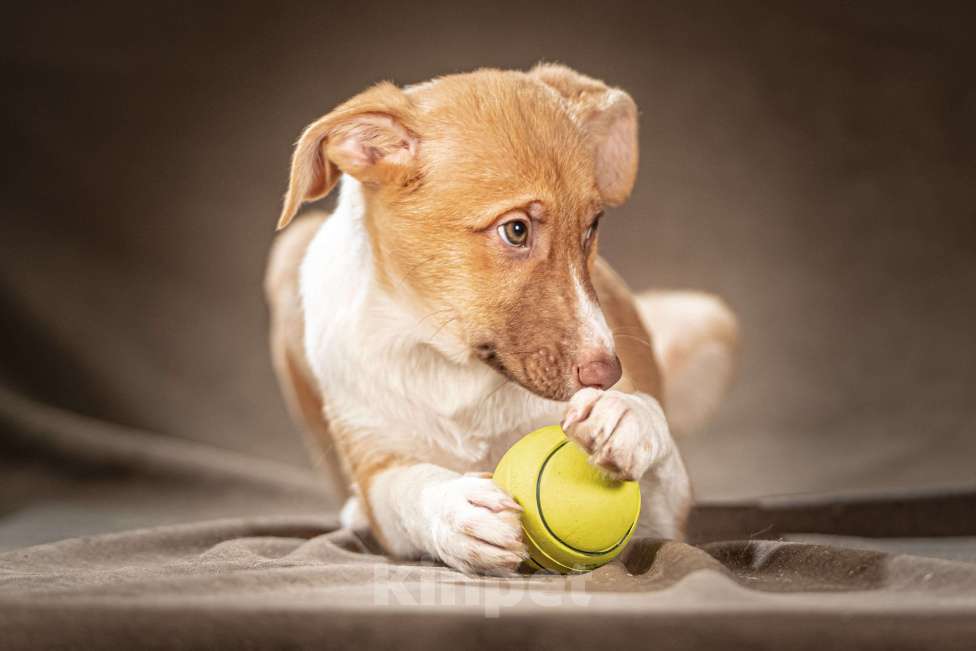 Собаки в Клине: Марсель — уравновешенный джентльмен, который хочет стать вашим достойным компаньоном Мальчик, Бесплатно - фото 4